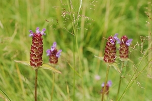 Self heal