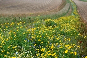 Wild flower field margin