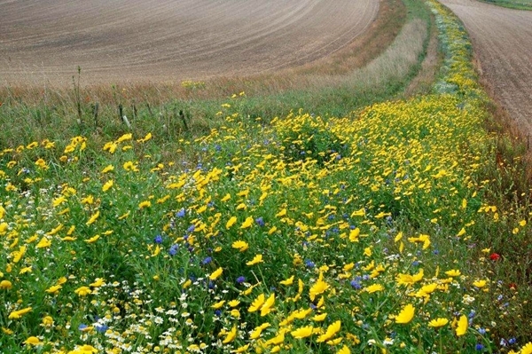 Wild flower field margin