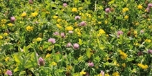 Greening measures
