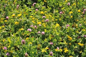Legume mix