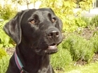 DATES FOR THE DIARY: GWCT Yorkshire Bonanza Dog Day