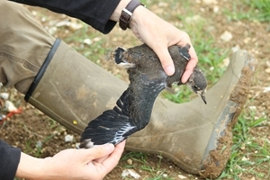 Fledgling lapwing