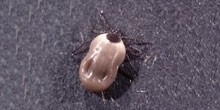 Managing for ticks