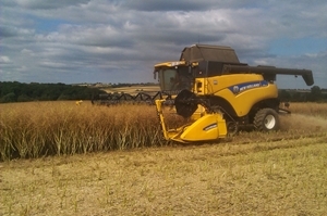 Rape harvest