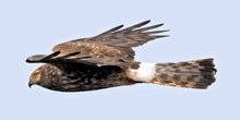 Raptors