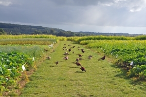 Pheasant releasing and management is just one of the subjects at the GWCT's part-time keepers' course at the Allerton Project farm this September