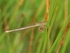 Insects feel the winds of change