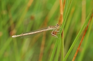 The white legged damselfly is just one of the new insect species to have appeared at the GWCT's Allerton Project farm in recent years