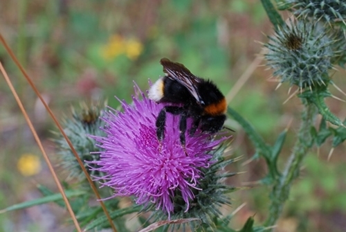 Bumble Bee on Thistle