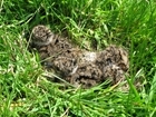Valley farmers set forth to save the lapwing