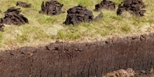 How burning and cutting heather affect vegetation on grouse moors
