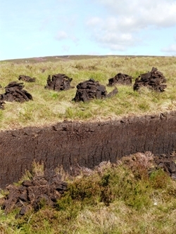 Peatland
