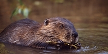 Beaver reintroductions