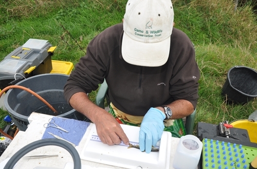 Bill Beaumont measuring a parr before tagging