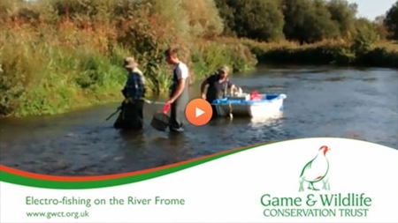 Electro-fishing on the River Frome