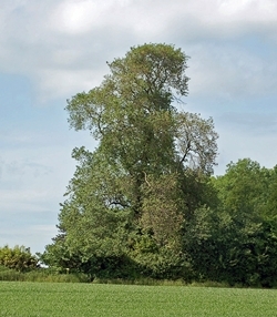 The elm
