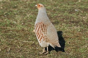 Wild grey partridges on an inspiring wild bird recovery project on the Rotherfield Estate have finally achieved a momentous breakthrough with 100 birds counted in the past few weeks