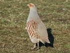 Grey partridge fight back in Wessex