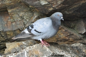 Cornish rock dove