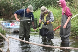 Using a special technique called electro-fishing, scientists from the GWCT’s Salmon & Trout Research Centre on the river Frome caught and attached electronic tags to nearly 9,000 young salmon parr this autumn as part of a research programme that is investigating the 70 per cent decline of Atlantic salmon.