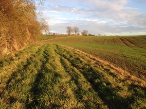 Grass buffer strips along streams and ditches are effective in protecting freshwater from pollution by halving the movement of sediment from land to water. (Picture Credit: Chris Stoate, GWCT Allerton Project).