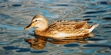 Effects of lead on wildlife