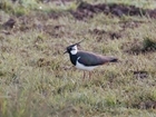 Where have all the waders gone?