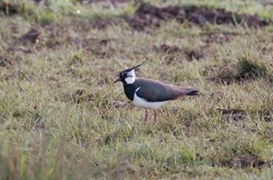 A new project involving GWCT working jointly with CLA Cumru, has received funds from Welsh Government under their Nature Fund. The project will work with moor owners to reinstate moorland management for the benefit of red grouse, black grouse and waders such as lapwing. With this renewed impetus and encouragement, Wales could again see thriving populations of these wonderful wader birds and once again hear the evocative call of the curlew or the once familiar peewit display call of the lapwing.” 