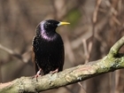 Learn your birds and prepare for the 2015 Big Farmland Bird Count
