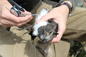 Fledgling in hand