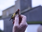 Farmers urged to support the 2015 Big Farmland Bird Count