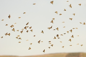 More than 1400 farmers and gamekeepers have registered to take part in the 2015 Big Farmland Bird Count being organised by the Game & Wildlife Conservation Trust in February. Charms or groups of goldfinches will be among the many birds that will be counted during the 2015 survey. The goldfinch is a beautiful member of the finch family. They have long, pointed beaks that make them specialists in extracting seeds. Surprisingly, it is only the males that are able to extract seeds from teasel heads; they cling to the stem and tear into it, accessing the seeds inside by probing with their extra-long bill. Outside the breeding season, goldfinches roam in large groups in search of food and groups of 100 birds are quite common. Photo © Laurie Campbell