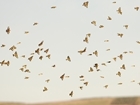 A herd of wrens or a wisp of snipe – farmers take on the challenge of counting their birds