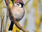 A big thank you from all the farmland birds