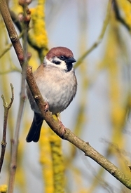 Treesparrowpthompson