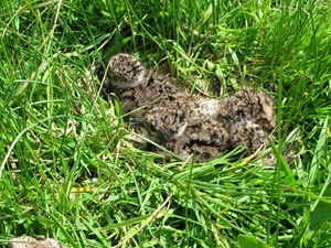 Lapwing chicks in nest