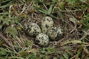 Lapwing eggs