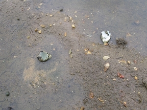 Predated eggs
