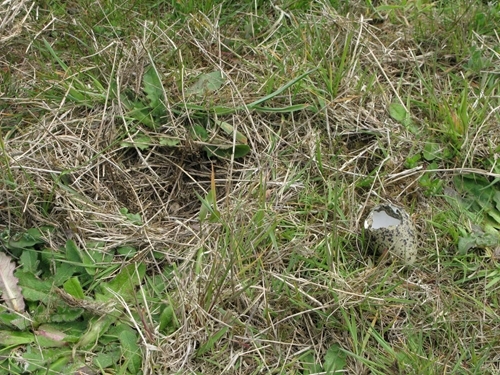 Evidence of corvid predation on nests