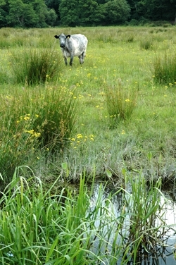 Livestock in the Avon Valley