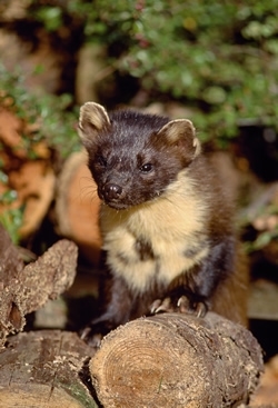 Pine marten (www.lauriecampbell.com)