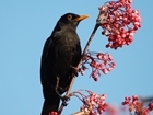 An army of farmers and gamekeepers set forth to count their birds this week