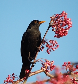More than 2,000 farmers and gamekeepers have registered to take part in the 2015 Big Farmland Bird Count being organised by the Game & Wildlife Conservation Trust this week. So far blackbirds have been seen on 96% of farms taking part in the survey. Photo credit: Peter Thompson, GWCT