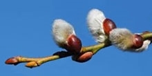 March