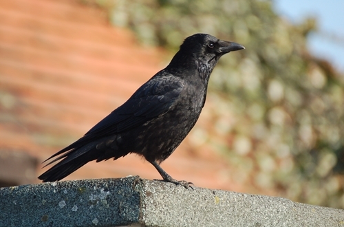 C Crow