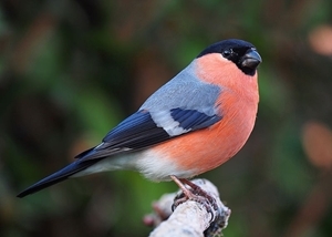 The bullfinch - image © Francis Franklin
