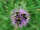 Hedges, edges and woodland feed the bees’ needs