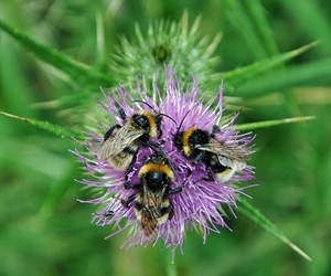 A new study by the Game & Wildlife Conservation Trust and Rothamsted research showed that double the amount of flower-rich land currently being devoted to bees and other pollinators on farmland needs to be created to boost declining insects such as bees, butterflies and hoverflies. Photocredit: Peter Thompson, GWCT