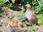 Plea for partridge forms to be returned